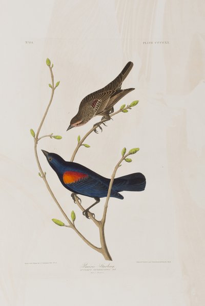 Ilustração de 