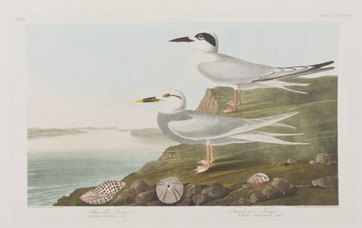 Ilustração de 