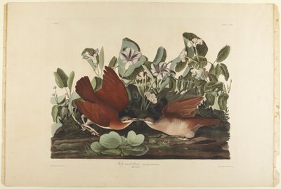  de John James Audubon