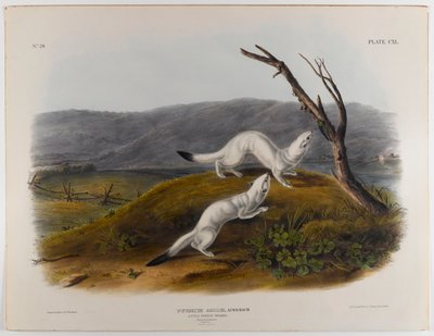 Doninha ágil pouco de John James Audubon