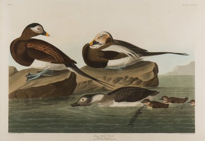 Pato Longo-Atado, 1836 (wc no papel) de John James Audubon