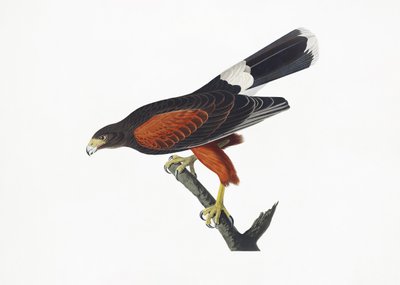 Gavião da Louisiana, extraído de *Birds of America* (1827) de John James Audubon