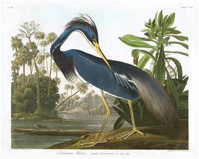 Garça-real de Louisiana, 1834 de John James Audubon