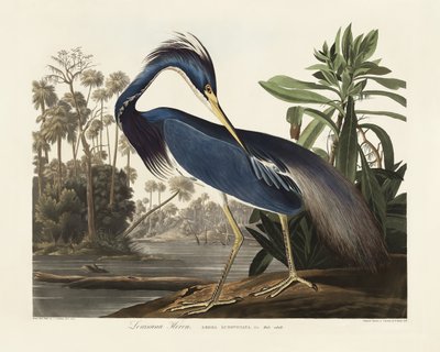 Garça-da-Louisiana, extraído de *Birds of America* (1827) de John James Audubon