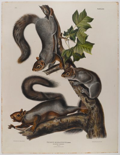 Esquilo Migratório de John James Audubon