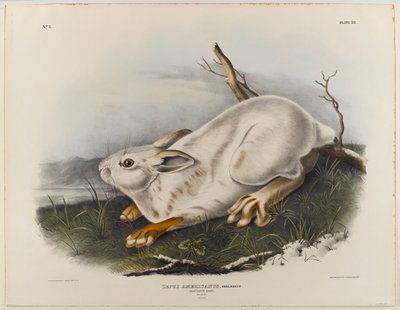Lebre do Norte (pelagem de inverno) de John James Audubon