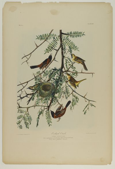 Orchard Oriole, impresso por Julien Bien e publicado por Roe Lockwood & Son, 1861 (cromolitógrafo) de John James Audubon