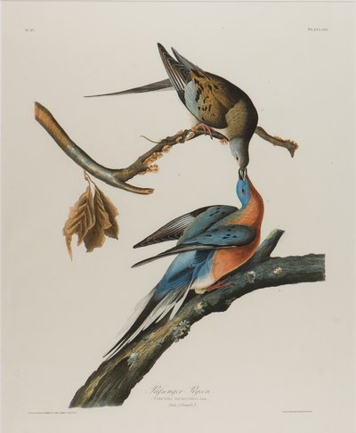 Pombo de passageiros, 1827-1838 (wc no papel) de John James Audubon