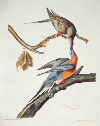 Pombo de passageiros, de &39;Birds of America&39; de John James Audubon