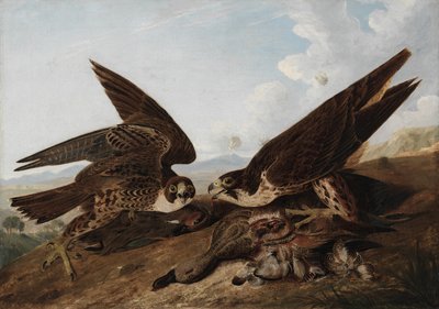 Falcões peregrinos de John James Audubon