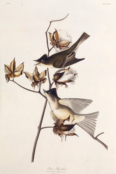 Pewit Flycatcher. Dos pássaros da América, 1827-1838. de John James Audubon