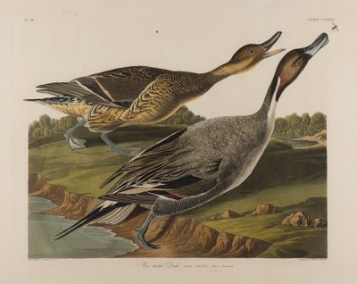 Pato de cauda de alfinete, 1834 (wc no papel) de John James Audubon