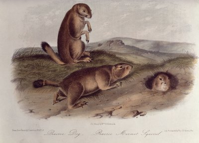 Cão da pradaria de &39;Quadrúpedes da América do Norte&39;, 1842-5, (litografia) de John James Audubon