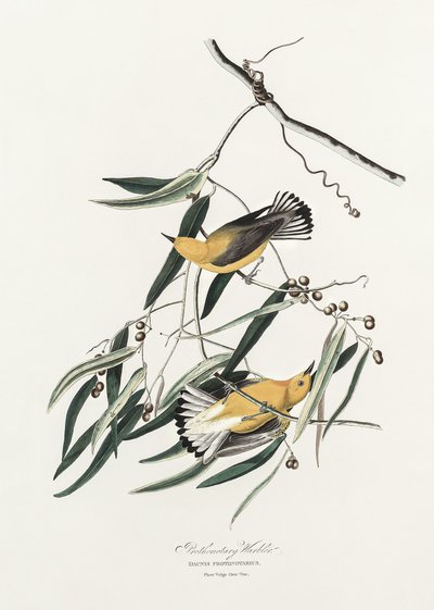 Toutinegra-protonotária, extraído de «Birds of America» (1827) de John James Audubon