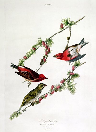 Passarinho roxo, de &39;aves da América&39;, gravado por William Home (1788-1859) de John James Audubon