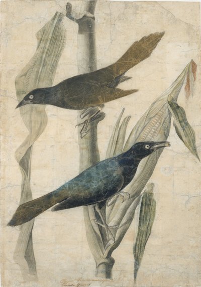 Purple Grackle, início do século XIX. de John James Audubon