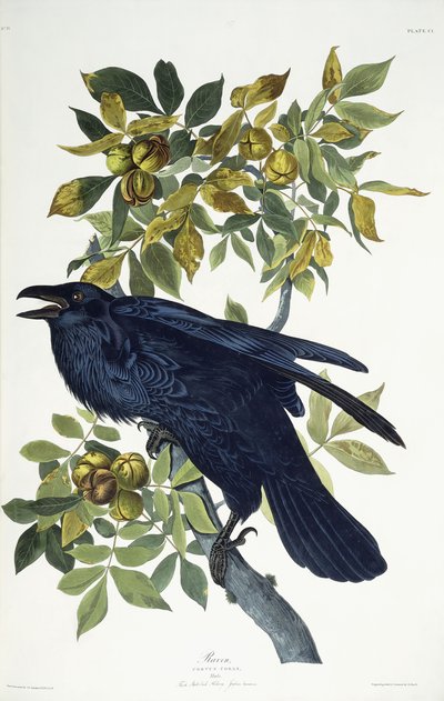 Raven, de John James Audubon