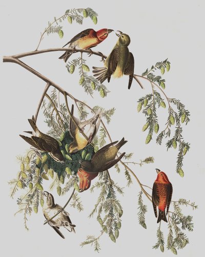 Red Crossbill, Loxia Curvirostra, de "The Birds of America" por John J. Audubon, pub. 1827-38 de John James Audubon