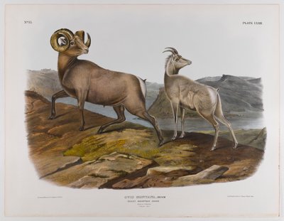 Ovelhas da montanha rochosa, 1845 de John James Audubon