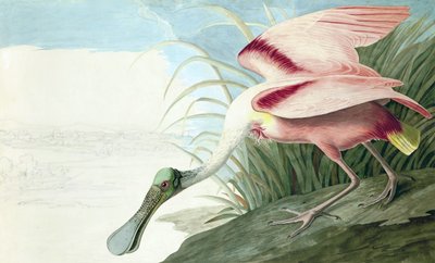 Spoonbill róseo, Platalea Ajaja, de "os pássaros da América" por John J. Audubon, bar. 1827-38 de John James Audubon