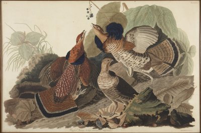 Tetraz-rufo de John James Audubon