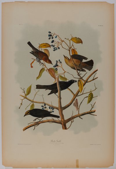 Rola-ferrugenta de John James Audubon