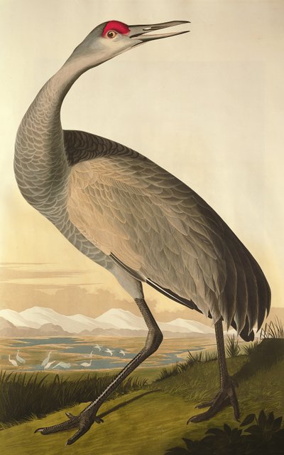 Sandhill Crane, de &39;Birds of America&39;, gravado por Robert Havell (1793-1878) 1835 de John James Audubon