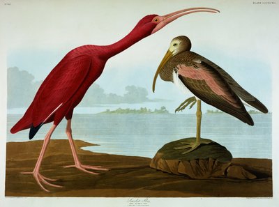 Ibis escarlate de John James Audubon