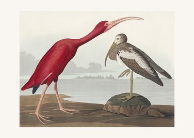 Íbis escarlate, extraído de *Birds of America* (1827) de John James Audubon