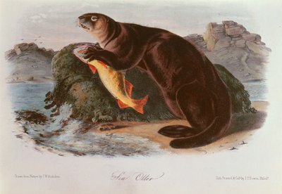 Lontra-marinha dos Quadrúpedes da América do Norte (1842-5) de John James Audubon