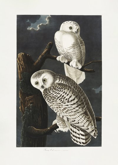 Coruja-das-neves, de «Birds of America» (1827) de John James Audubon
