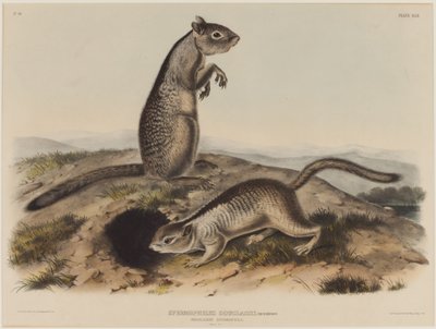 Spermophilus Douglassii (dois esquilos Douglas) de John James Audubon