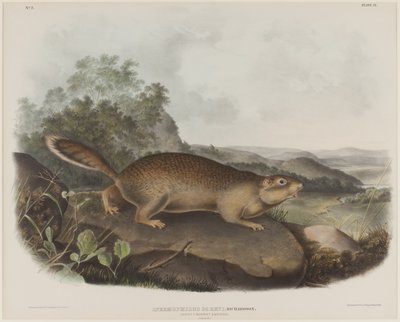 Spermophilus Parry (esquilo da marmota de Parry) de John James Audubon