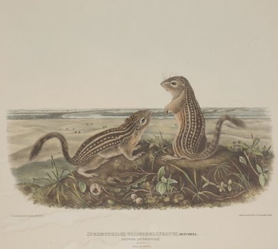 Spermophilus Tridecemlineatus (dois esquilos leopardo) de John James Audubon