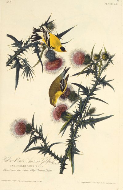 O pintassilgo americano. Dos pássaros da América, 1827-1838. de John James Audubon