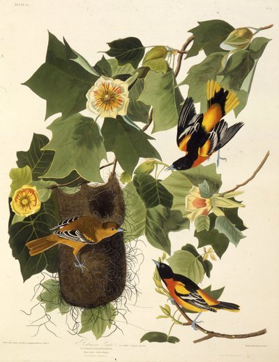 O oriole de Baltimore. Dos pássaros da América, 1827-1838. de John James Audubon