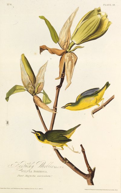 A toutinegra de Kentucky. Dos pássaros da América, 1827-1838. de John James Audubon