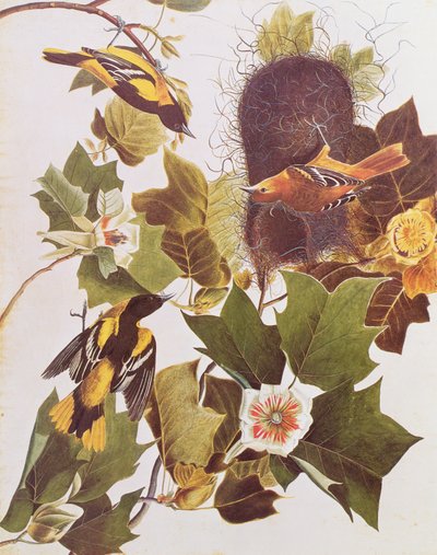 O Oriole, da Birds of America de John James Audubon