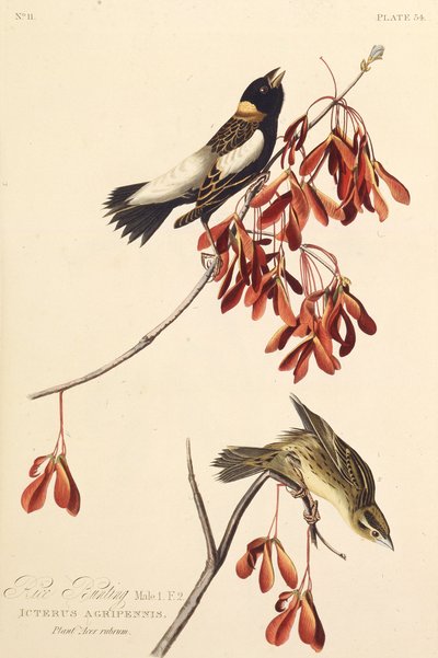 O Ricebird. Dos pássaros da América, 1827-1838. de John James Audubon