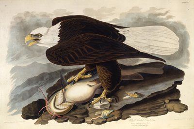A águia calva. Dos pássaros da América, 1827-1838. de John James Audubon