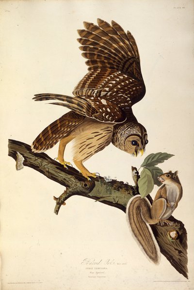 A coruja barrada. Dos pássaros da América, 1827-1838. de John James Audubon