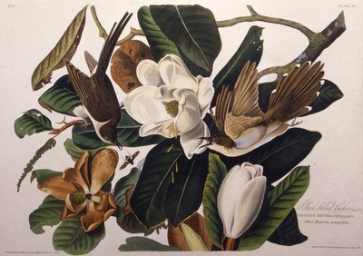 O cuco de bico preto. Dos pássaros da América, 1827-1838. de John James Audubon