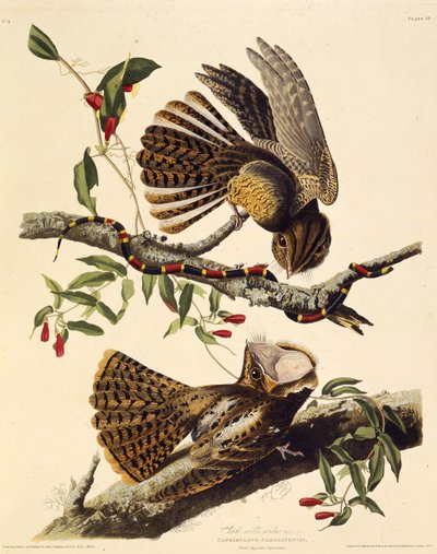 A viúva do mandril. Dos pássaros da América, 1827-1838. de John James Audubon