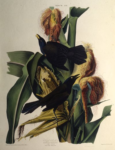 O grackle comum. Dos pássaros da América, 1827-1838. de John James Audubon