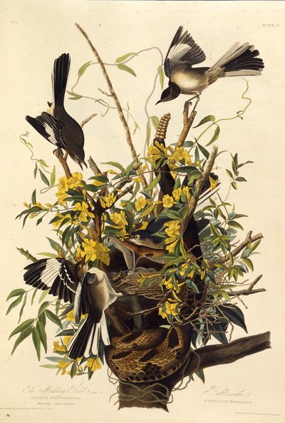 O mockingbird do norte. Dos pássaros da América, 1827-1838. de John James Audubon