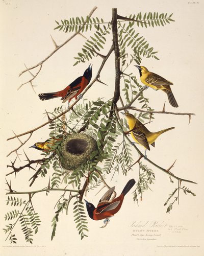 O pomar de oriole. Dos pássaros da América, 1827-1838. de John James Audubon