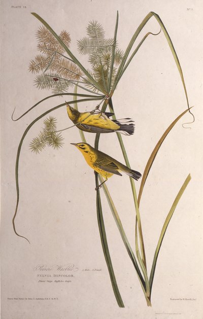 A toutinegra da pradaria. Dos pássaros da América, 1827-1838. de John James Audubon