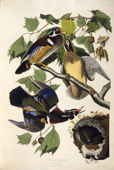 O pato da madeira. Dos pássaros da América, 1827-1838. de John James Audubon