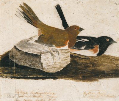 Pintassilgo de John James Audubon
