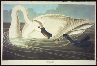 Trompetista Cisne de John James Audubon